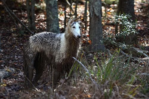 Borzoi