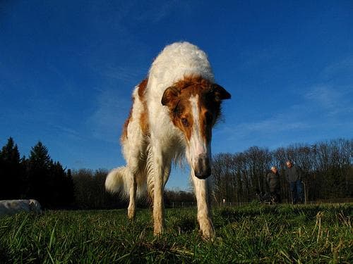 Borzoi