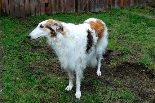 Borzoi