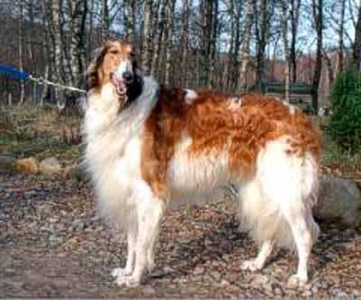Borzoi