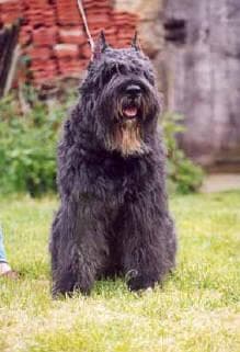 Bouvier dog