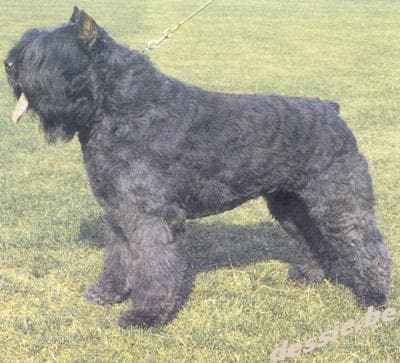 Bouvier
