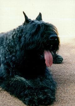 Bouvier