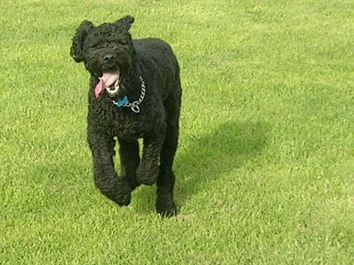 Bouvier dog