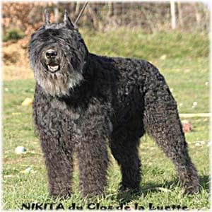Bouvier dog