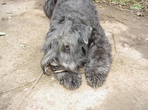Bouvier