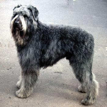 Bouvier