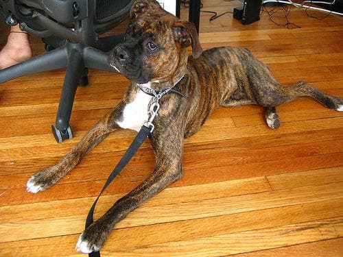 Boxer dog
