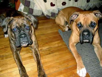Boxer dog