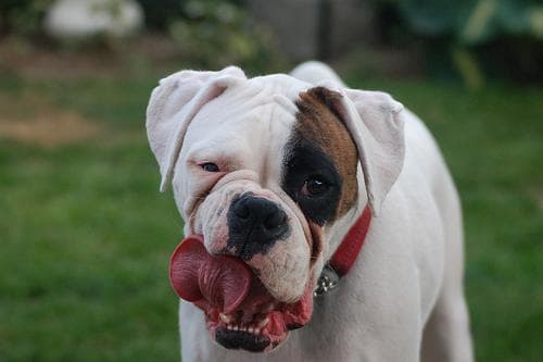 Boxer dog