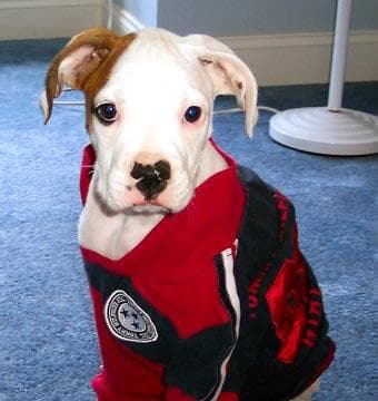 Boxer