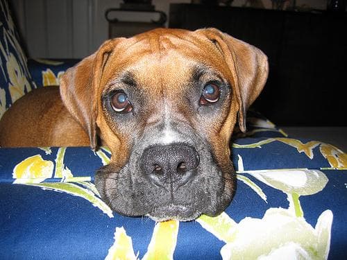 Boxer