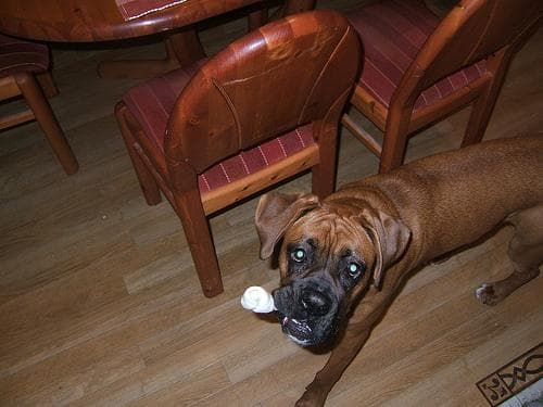 Boxer
