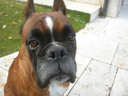 Boxer