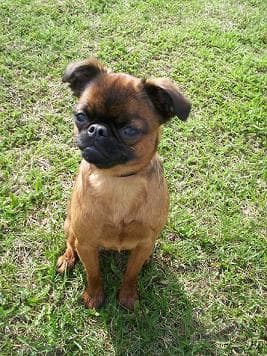 Brabancon dog