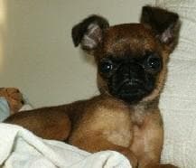 Brabancon dog