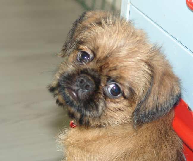 Brabancon dog