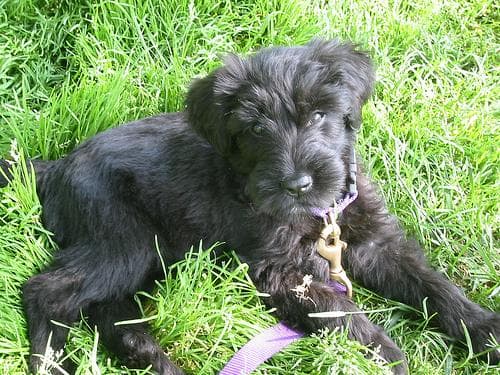 Briard dog