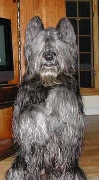 Briard dog