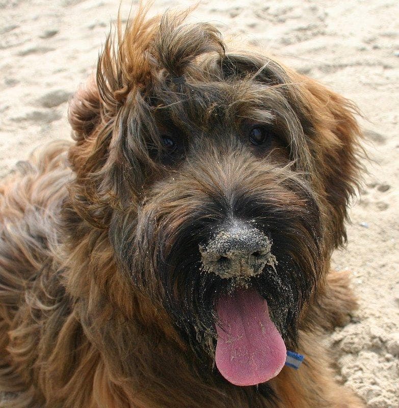Briard dog