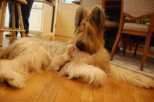 Briard dog