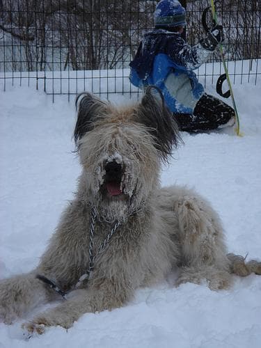 Briard