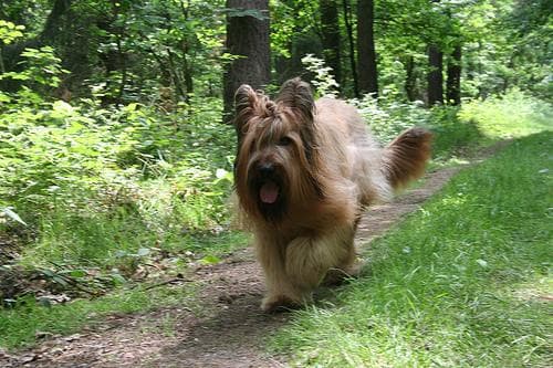 Briard dog