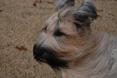 Briard
