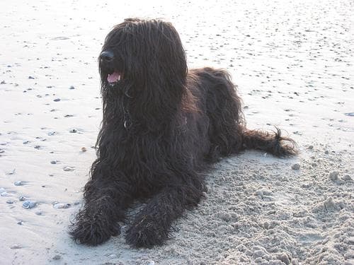 Briard