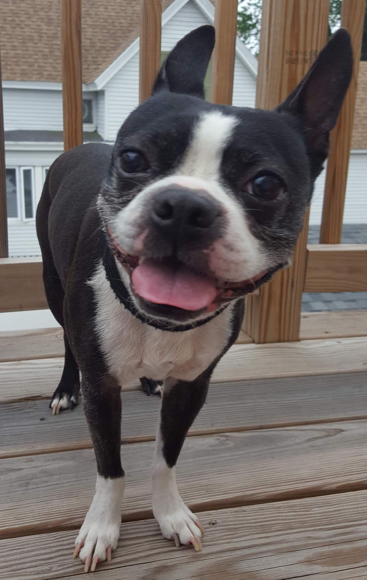 Bulldog Boston dog