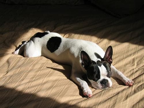 Bulldog Boston dog
