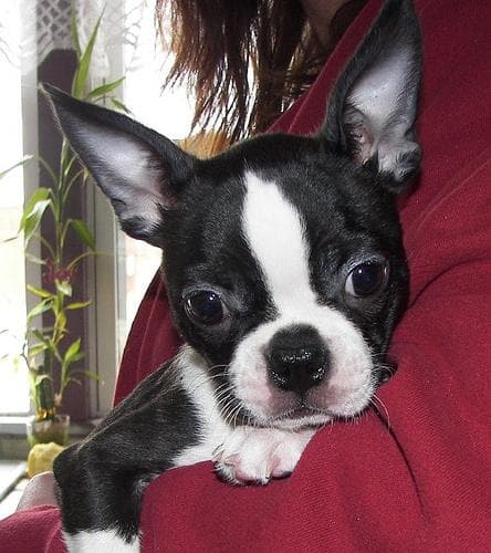 Bulldog Boston dog
