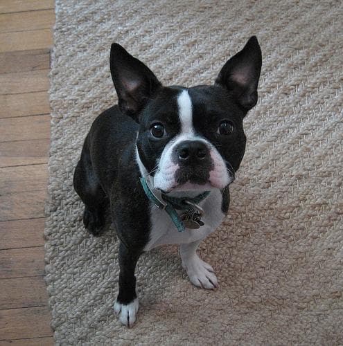 Bulldog Boston dog