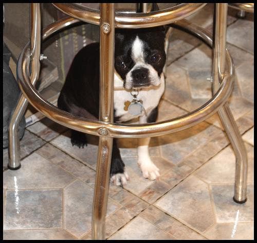Bulldog