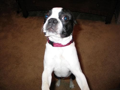 Bulldog Boston