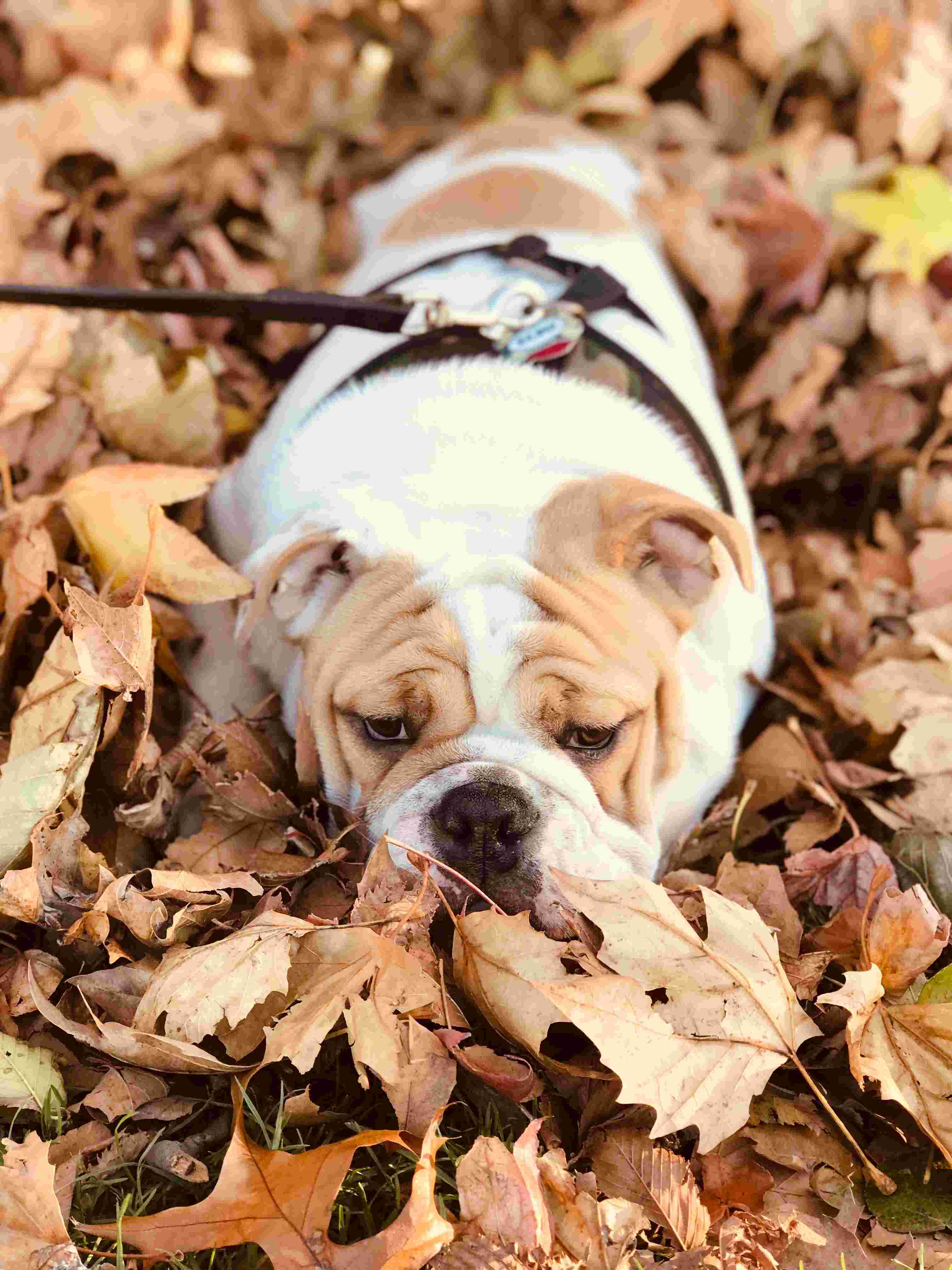 Bulldog English dog