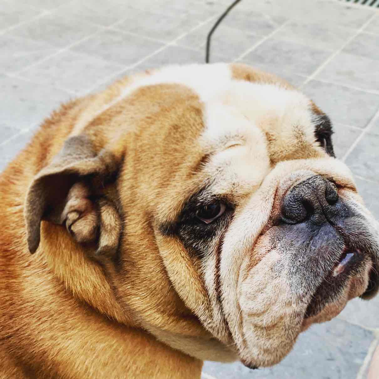 Bulldog English