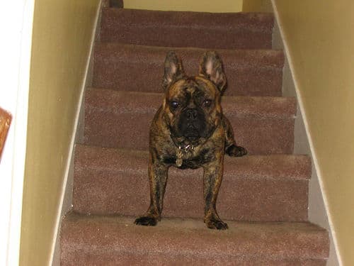 Bulldog French dog