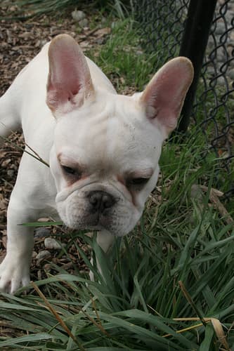 Bulldog