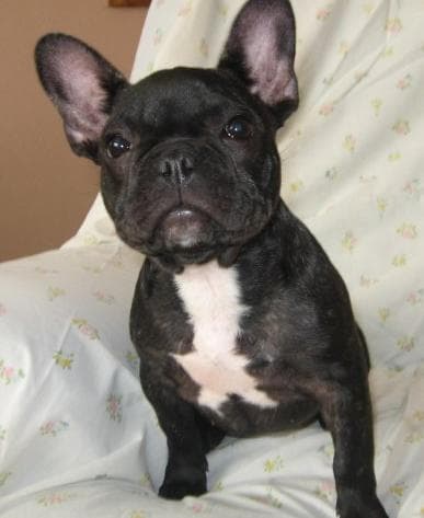 Bulldog French
