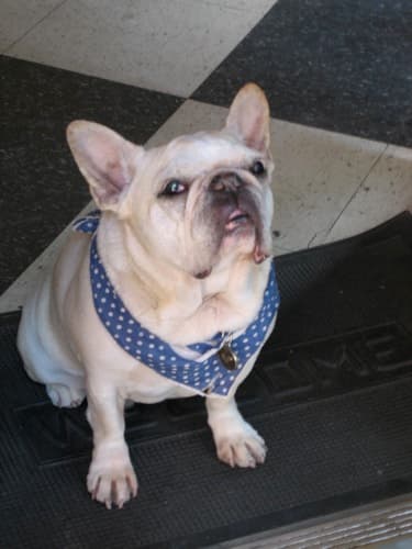 Bulldog French dog