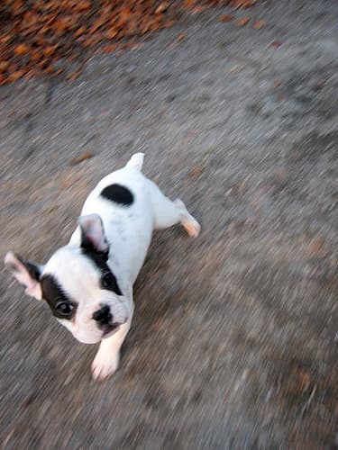 Bulldog French dog