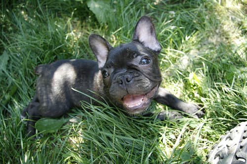 Bulldog French