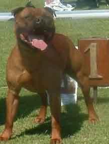 Bullterrier Staffordshire dog