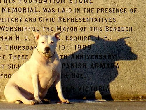 Bullterrier dog