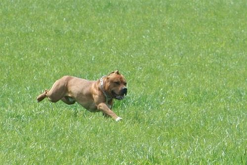 Bullterrier Staffordshire