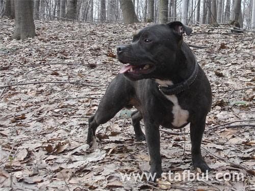 Bullterrier Staffordshire dog