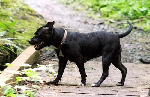 Bullterrier