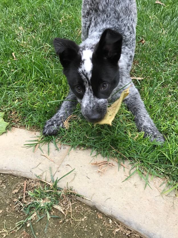 Cattledog dog