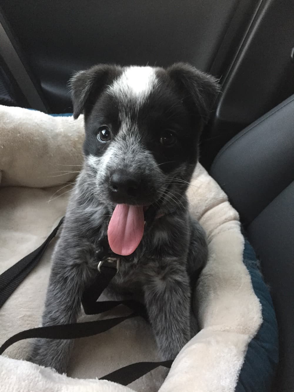 Cattledog